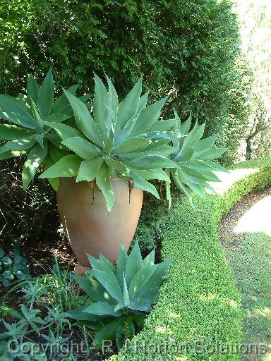 Agave attenuata potFernbrook 